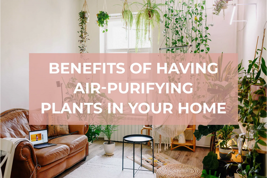The Benefits of Having Air-Purifying Plants in Your Home