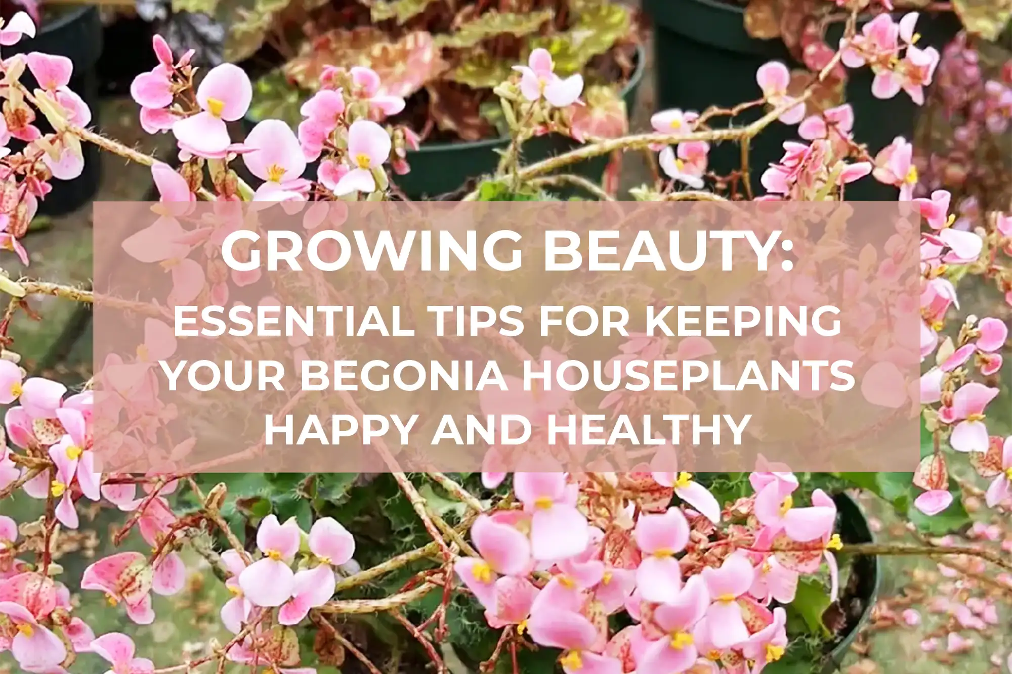 Growing Beauty: Essential Tips for Keeping Your Begonia Houseplants Happy and Healthy