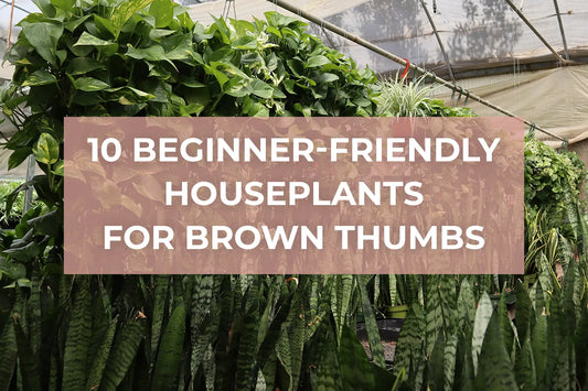 10 beginner-friendly houseplants for brown thumbs