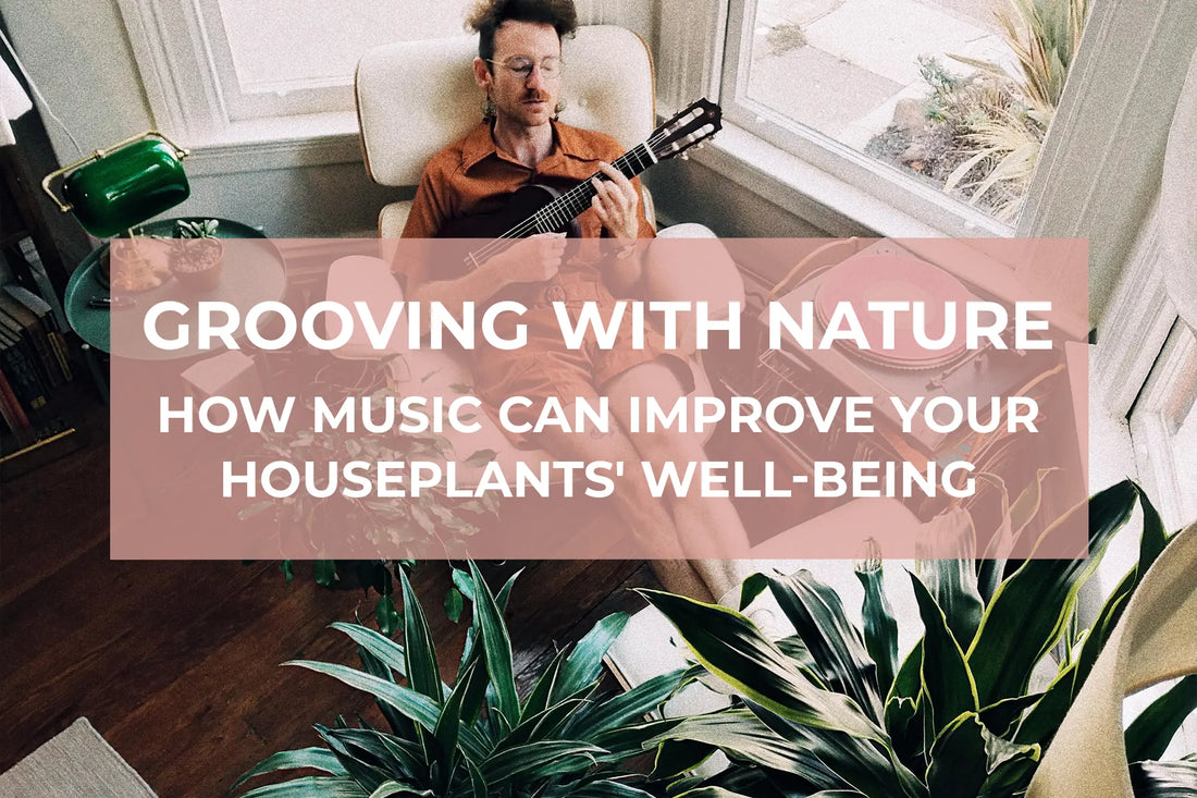 Grooving with nature: How music can improve your houseplants' well-being