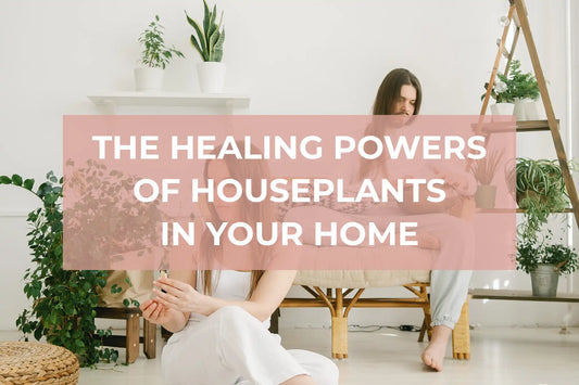 The Healing Powers of Having Houseplants In Your Home
