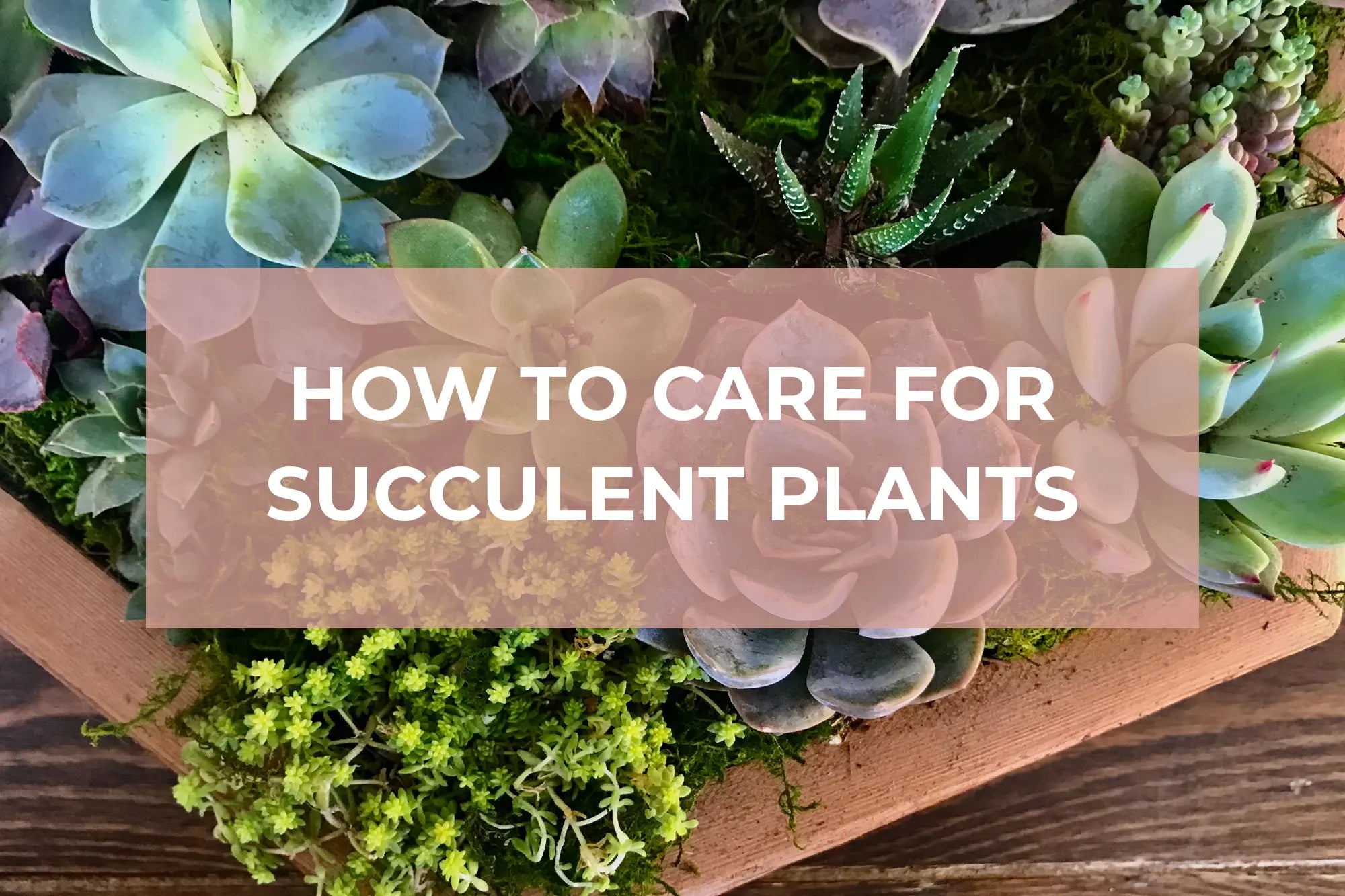 How To Care for Succulent Plants