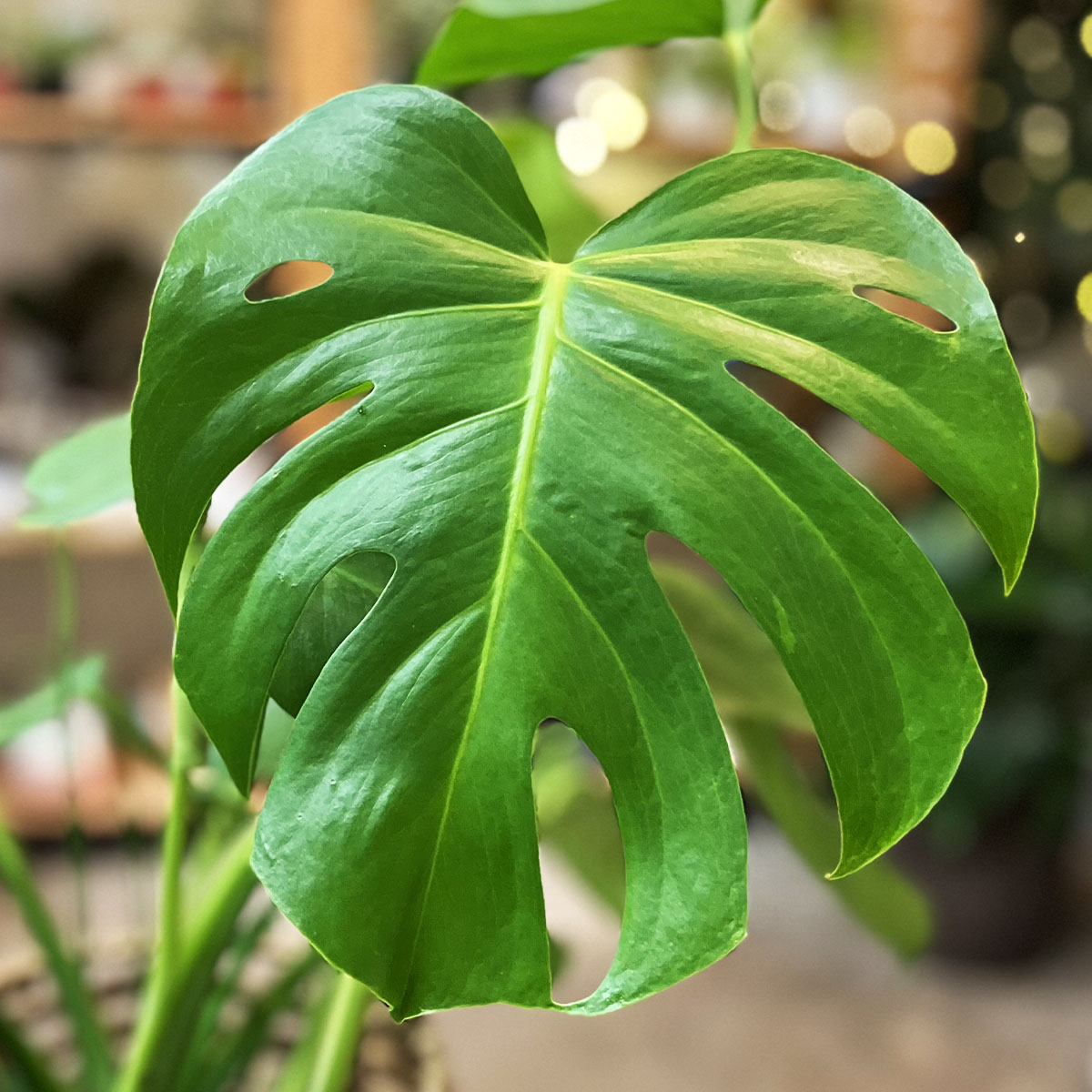 Philodendron Monstera Split-Leaf Houseplant