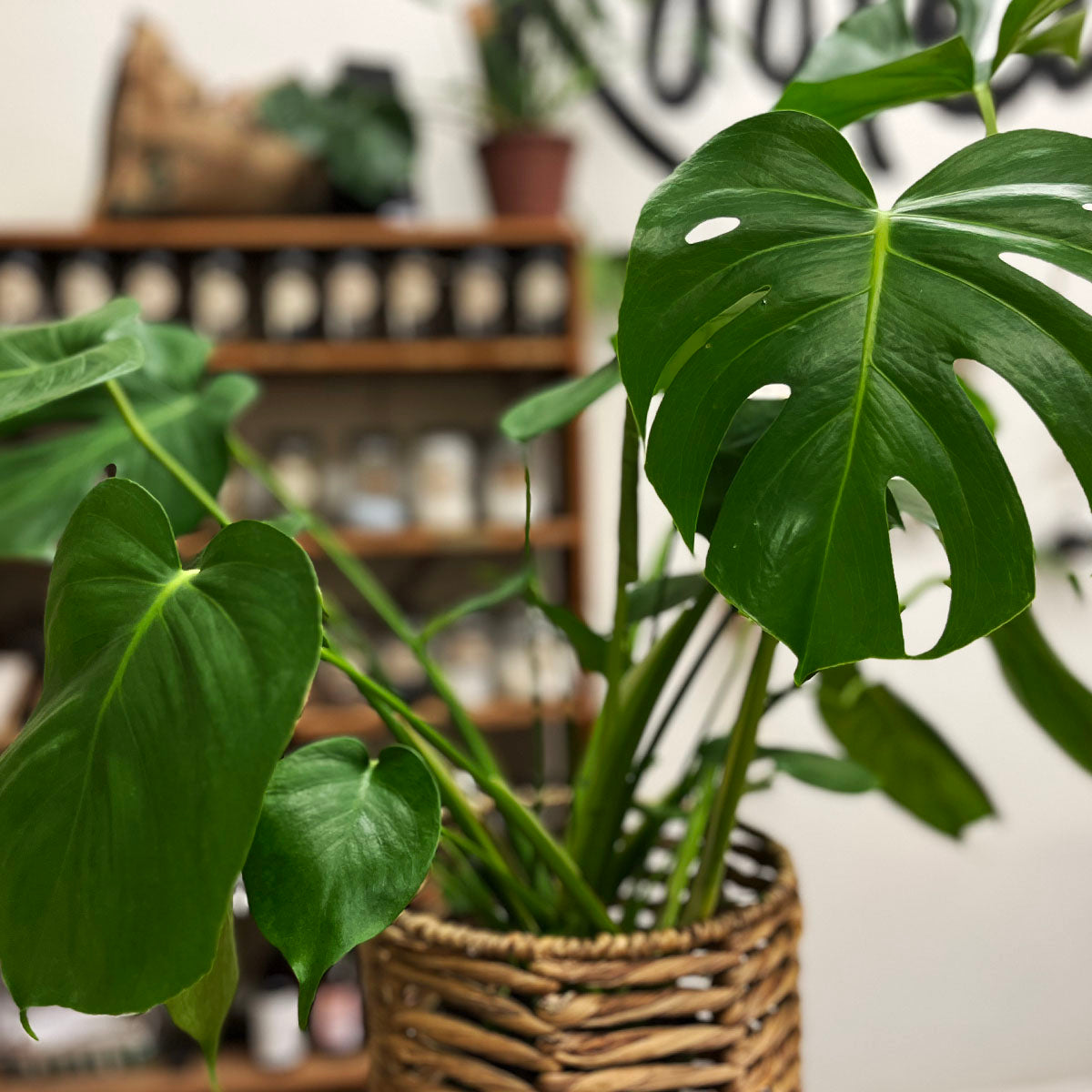 Philodendron Monstera Split-Leaf Houseplant