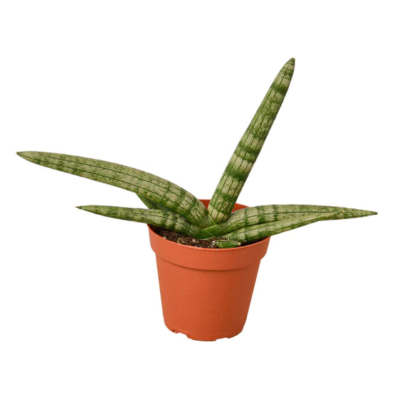 snake plant starfish