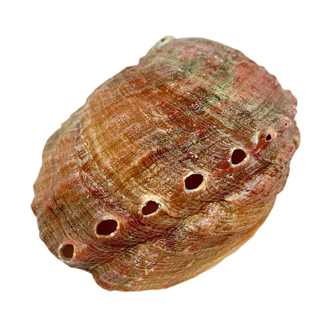 Abalone Shell Incense Holder