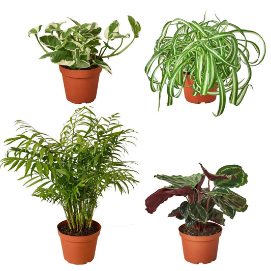 Air-Purifying Houseplant Bundle