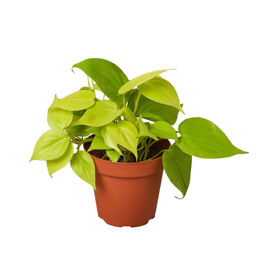 Philodendron Neon Houseplant