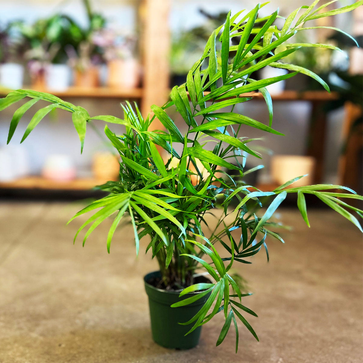 Parlor Palm Houseplant