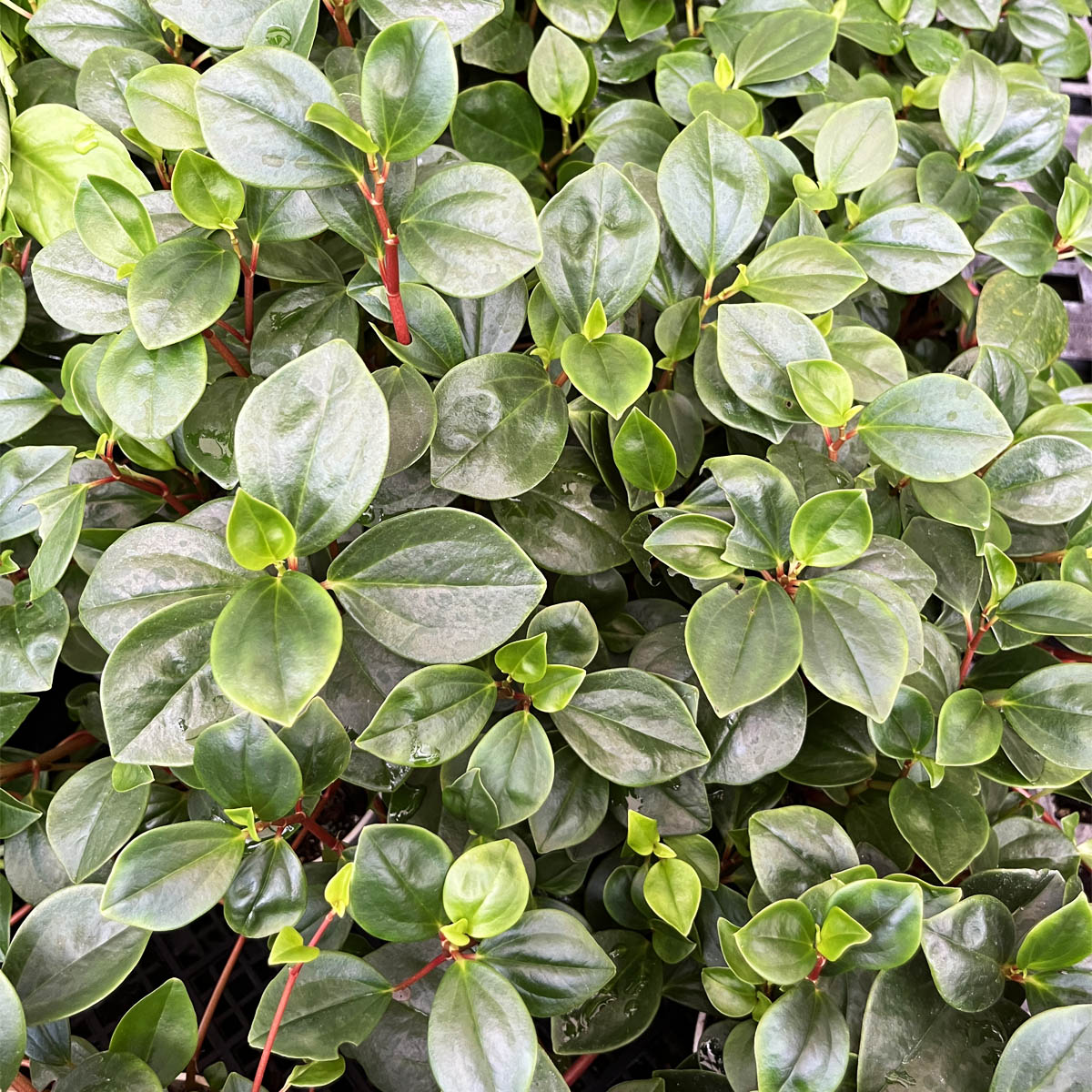 Peperomia Glabella Houseplant