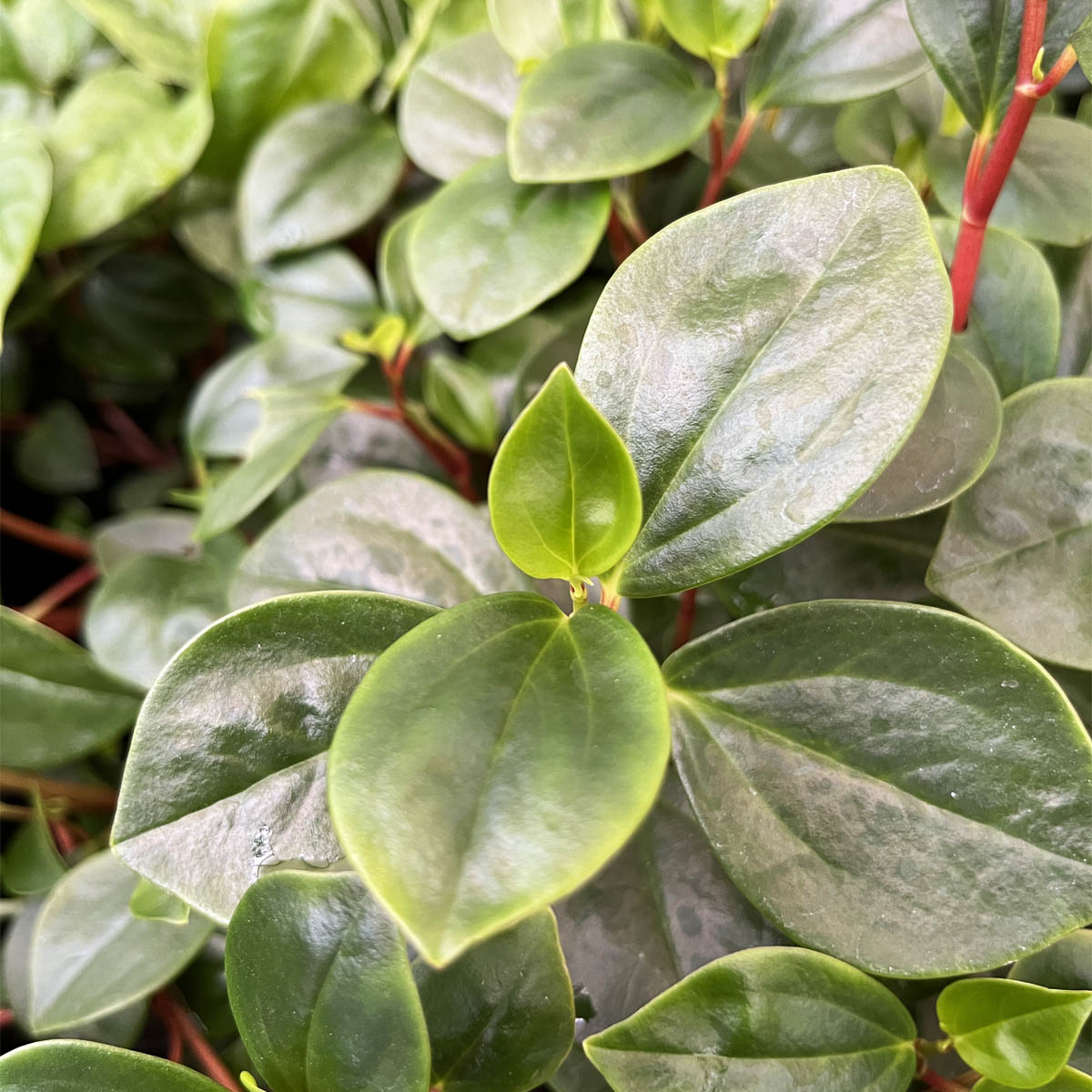 Peperomia Glabella Houseplant