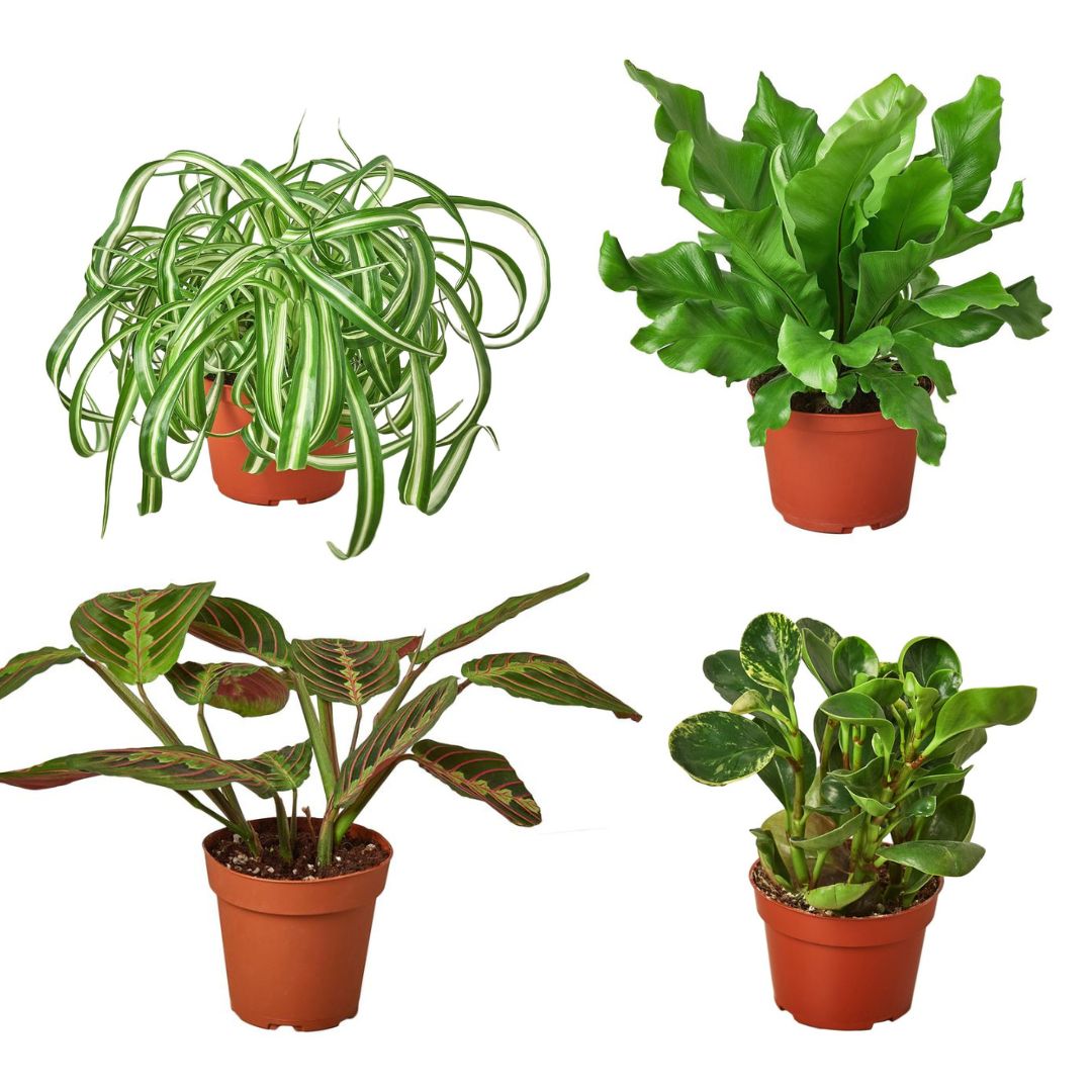 Rooted Healing Plants  Pet Friendly 4" Houseplants Bundle