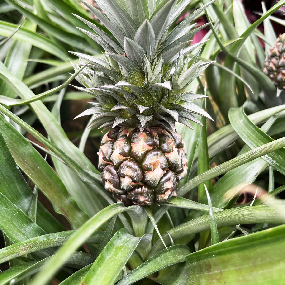 Pineapple Houseplant