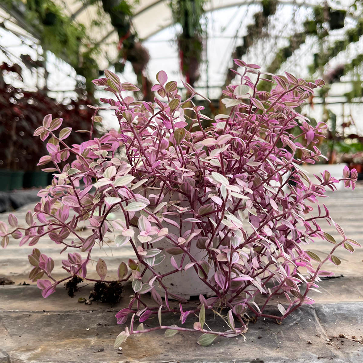 Callisia Repens Pink Lady Houseplant