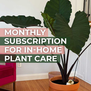 Monthly Subscription for In-Home Plant Care and Education