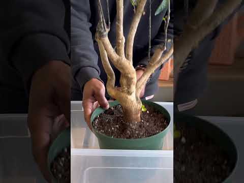 Aralia Fabian Stump 'Polyscias Scutellaria' Houseplant