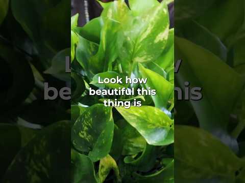 Pothos Plants Care Tips