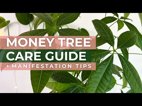 Guiana Chestnut Money Tree Houseplant