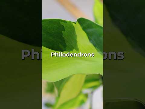 Philodendron Brasil Houseplant