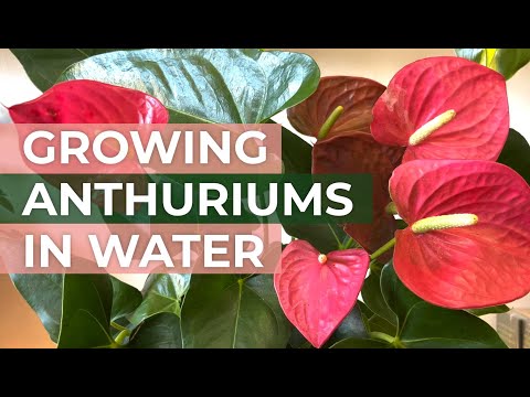 Anthurium Houseplants 101: Plant Care, How to Grow in Water