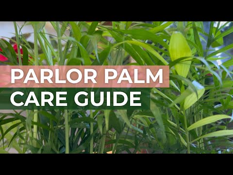 Parlor Palm Houseplant