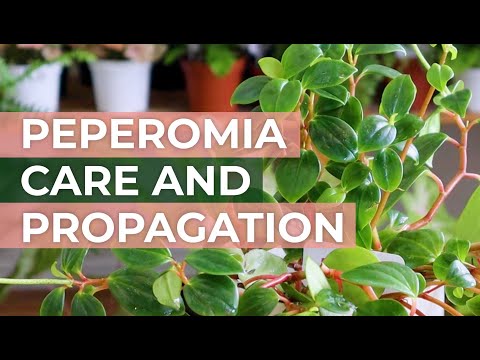 Peperomia Glabella Houseplant