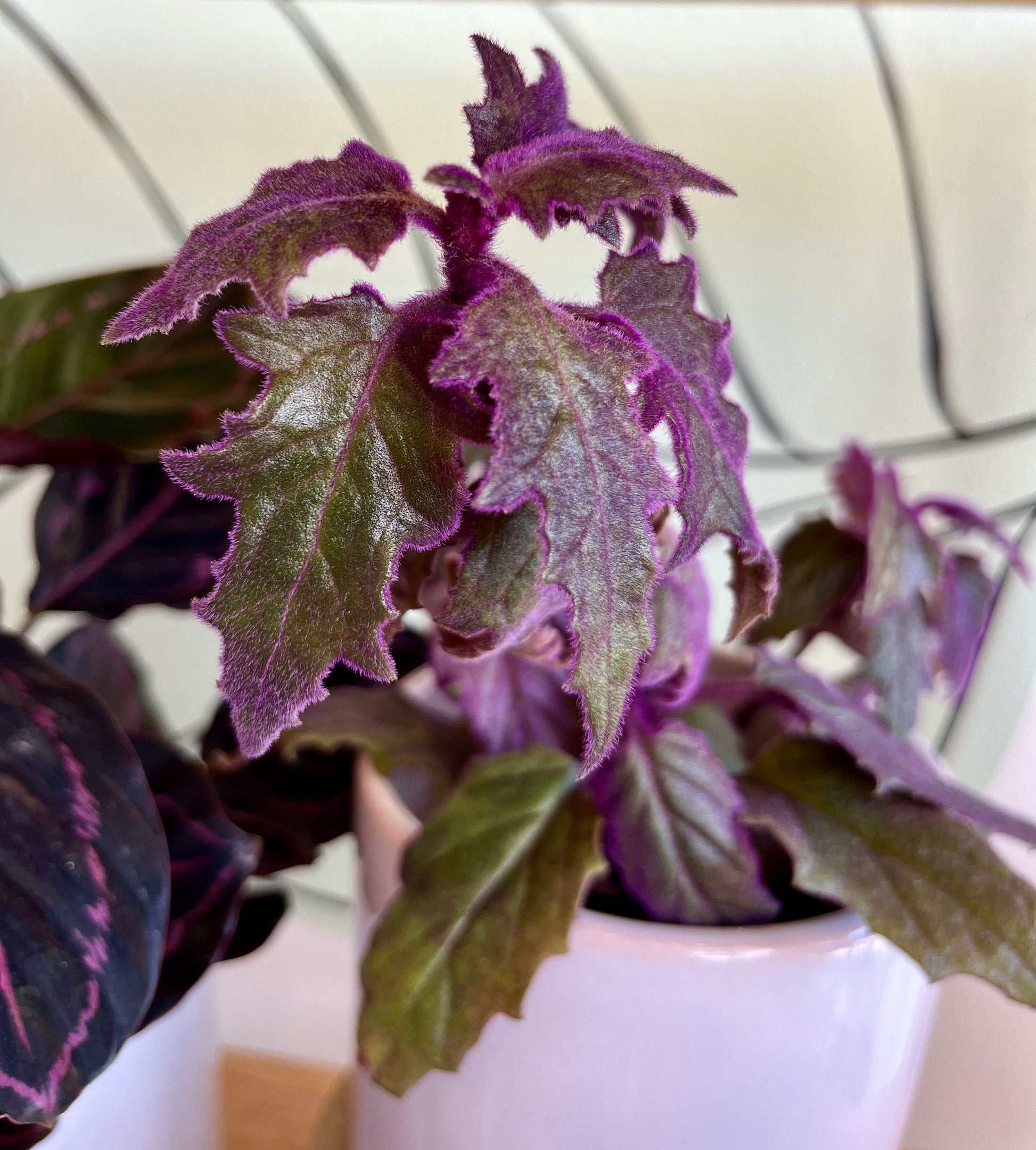 Purple Velvet Gynura Aurantiaca Houseplant
