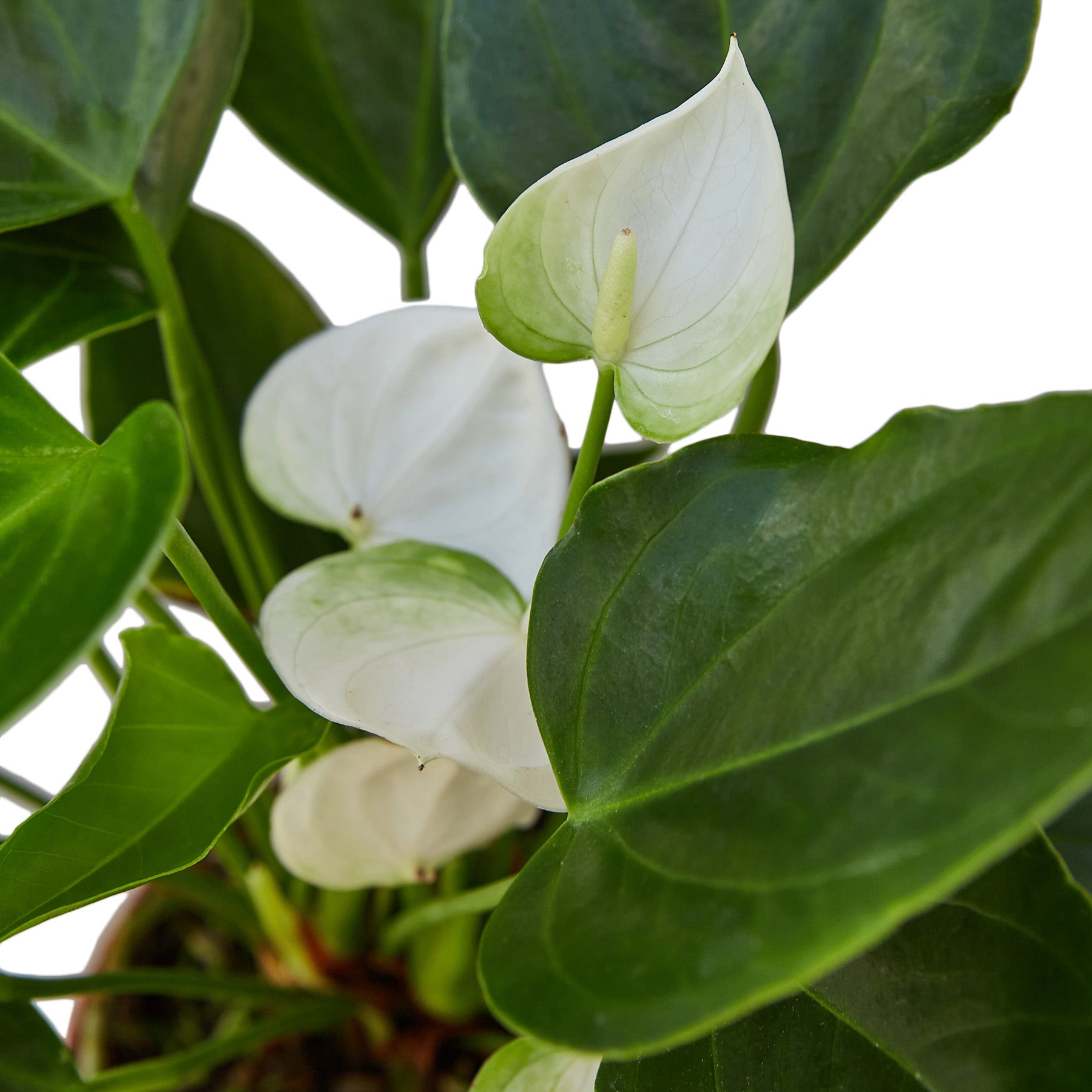 Anthurium White Houseplant Close Up