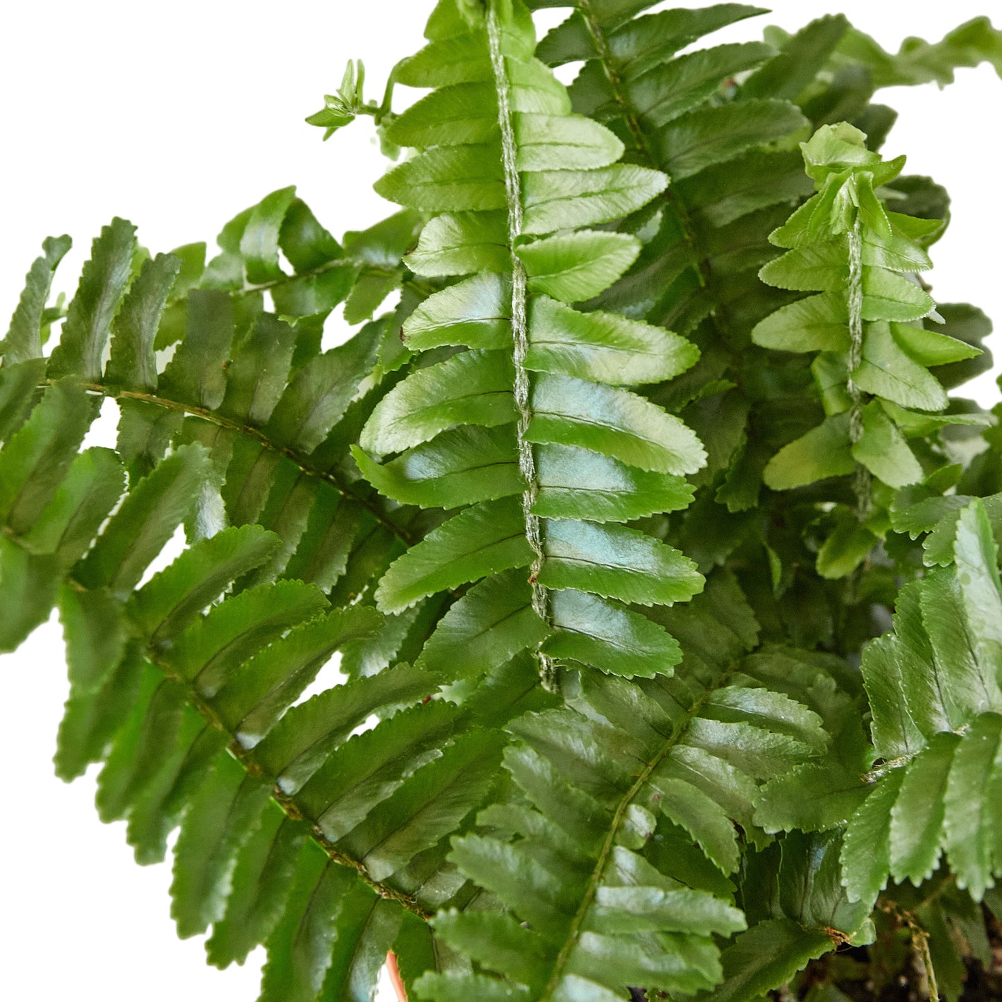 Jester's Crown Fern Close Up