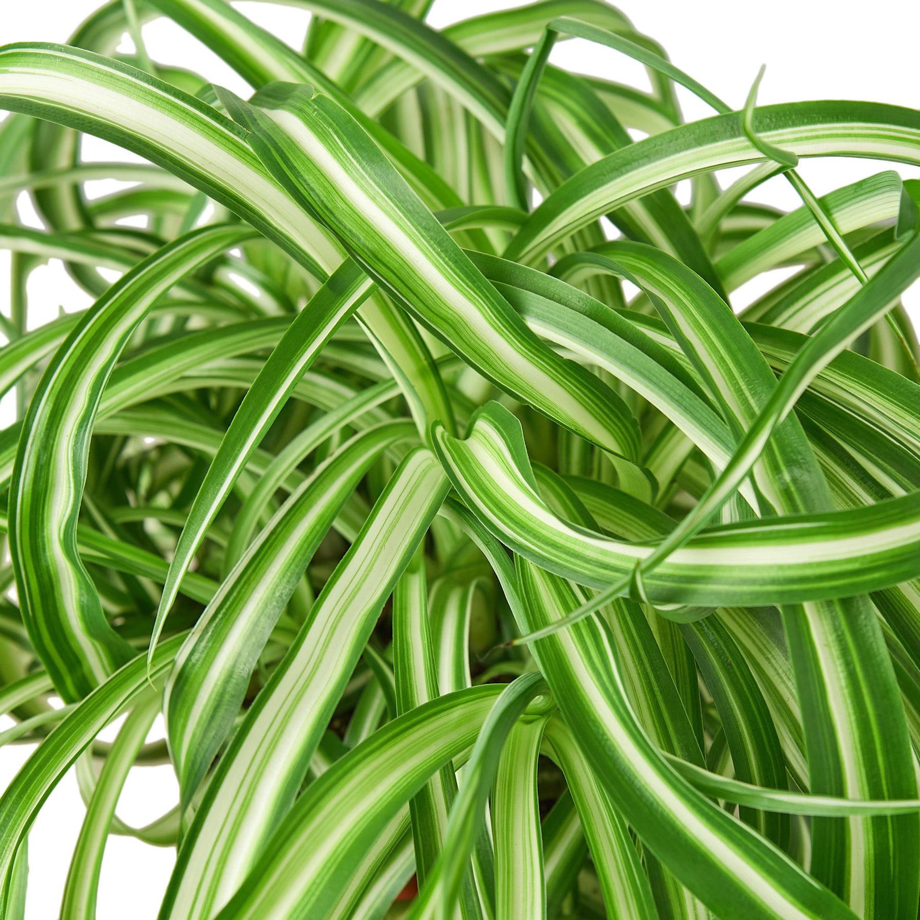 Spider Plant Close Up