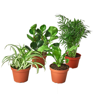 pet friendly houseplant bundle variety