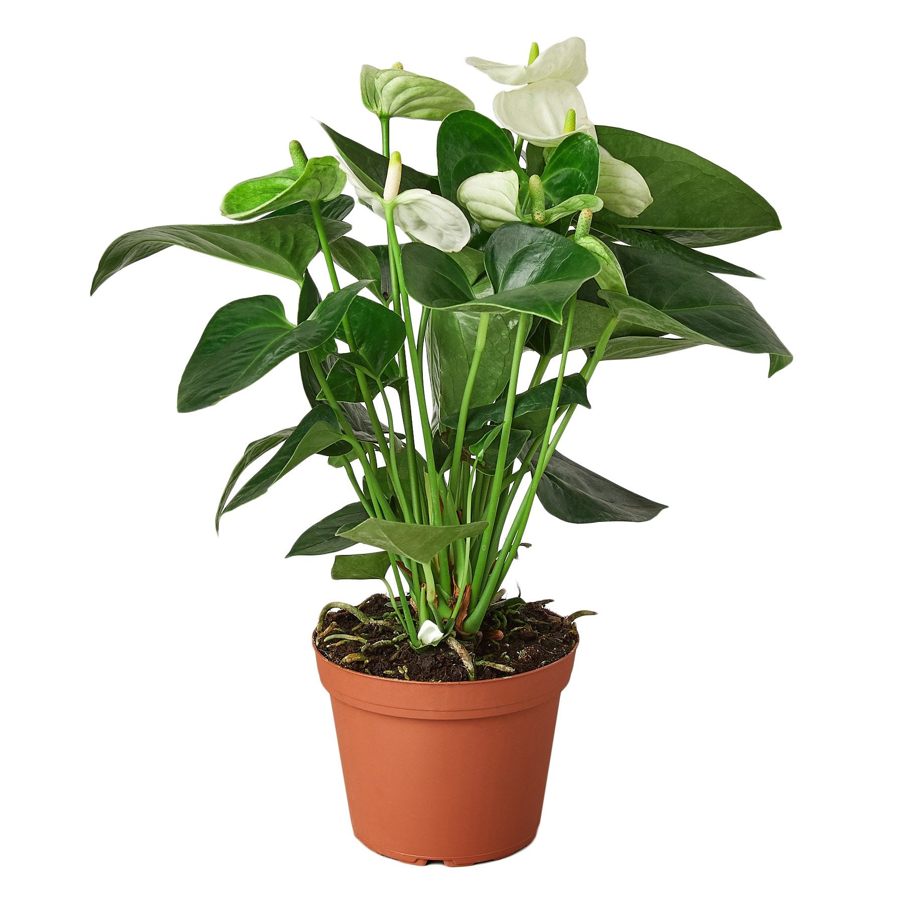 anthurium white houseplant