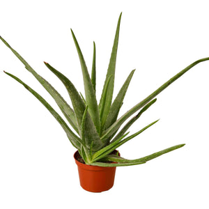 Aloe Vera Houseplant for Healling