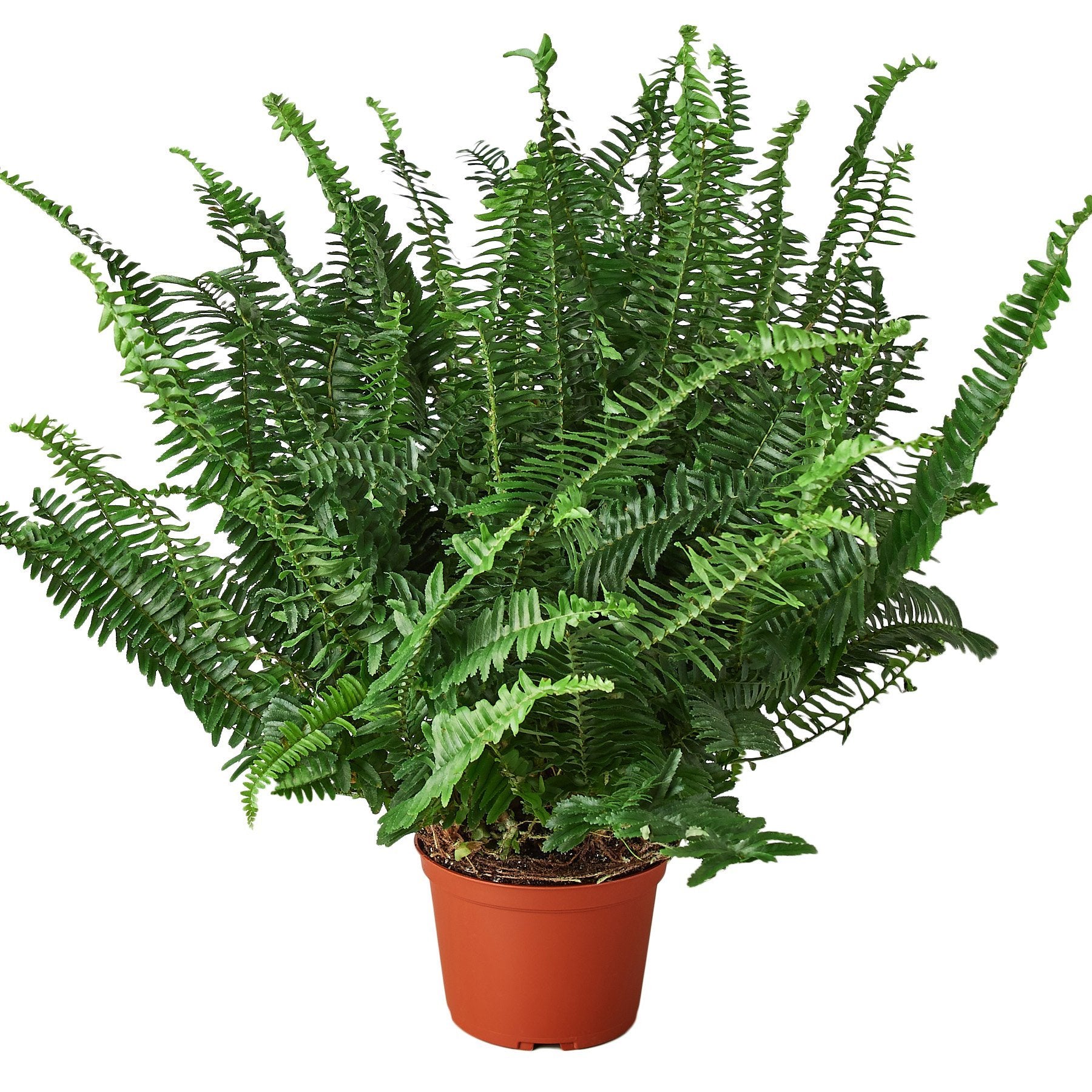 Jester Crown Fern 6 in houseplant