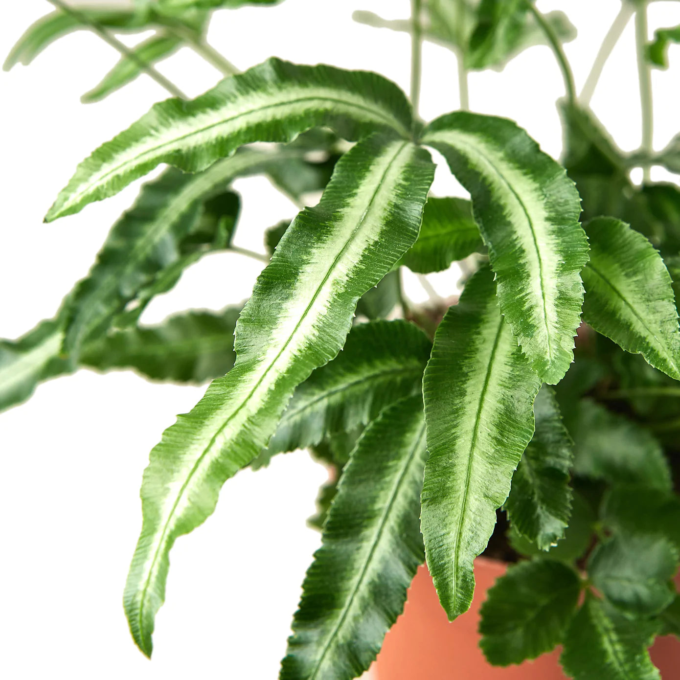 Albo Fern houseplant