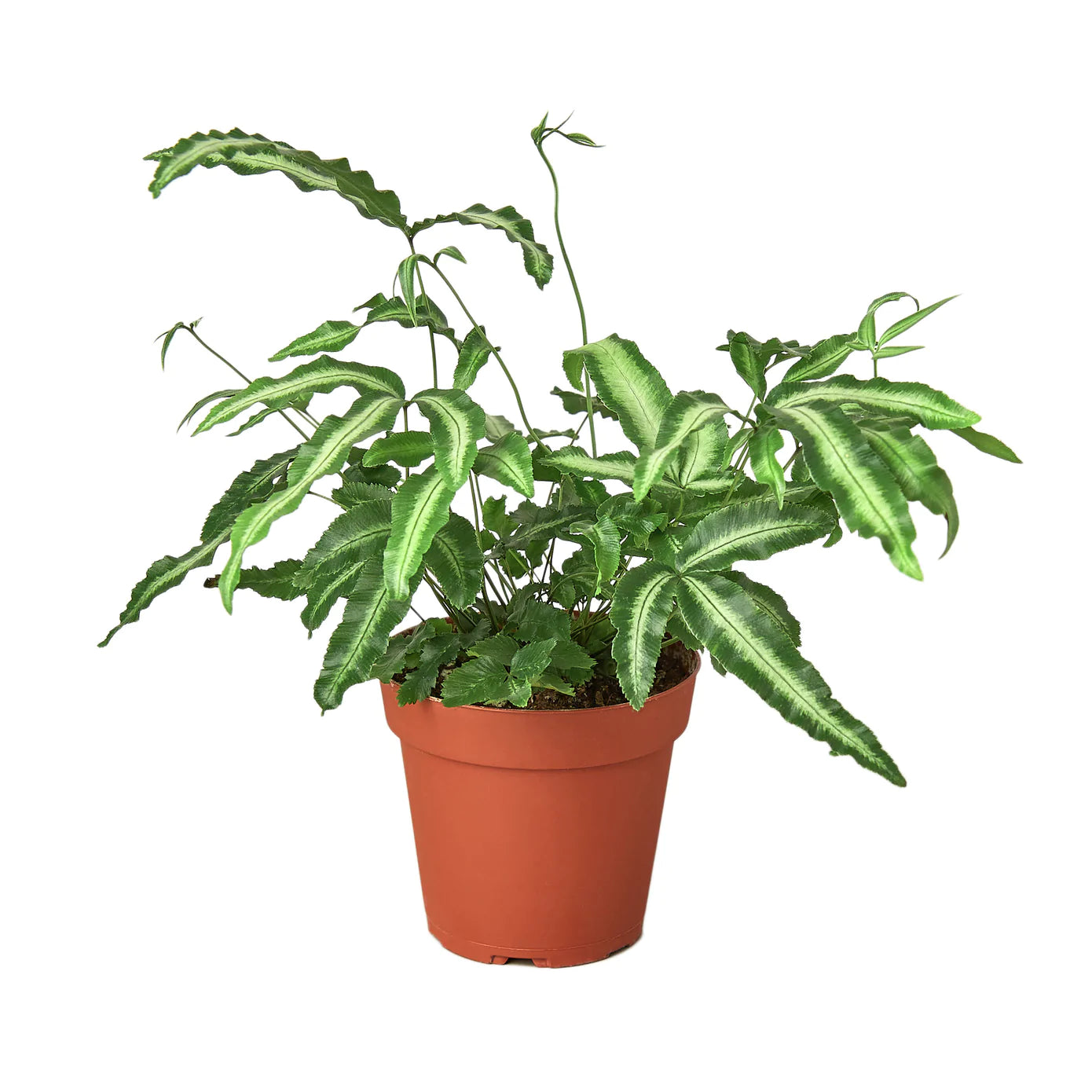 Albo Fern houseplant