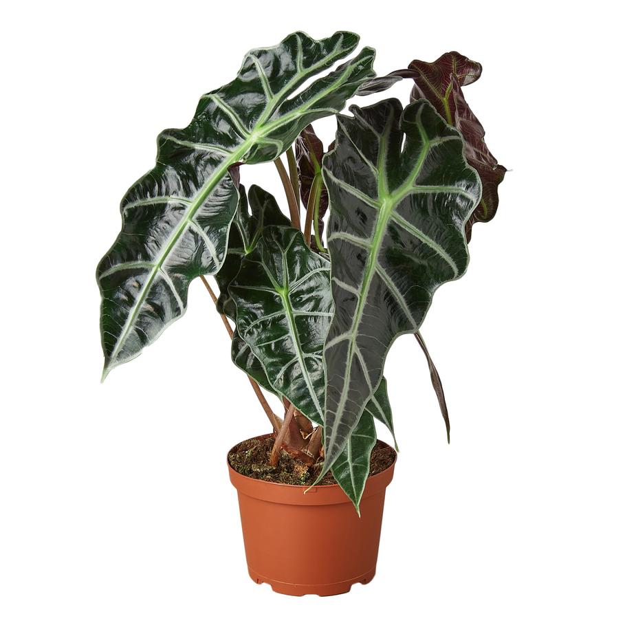 Alocasia Polly African Mask Houseplant