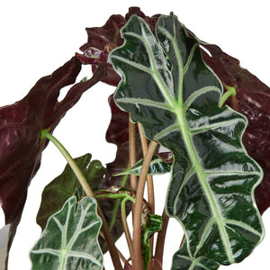 Alocasia Polly African Mask Houseplant