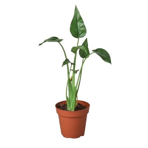 Alocasia 'Tiny Dancer' Houseplant