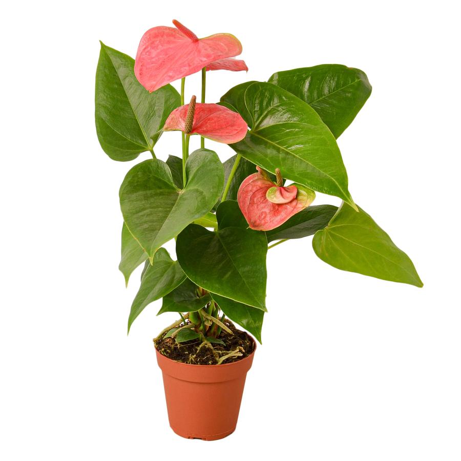 Anthurium Pink Houseplant