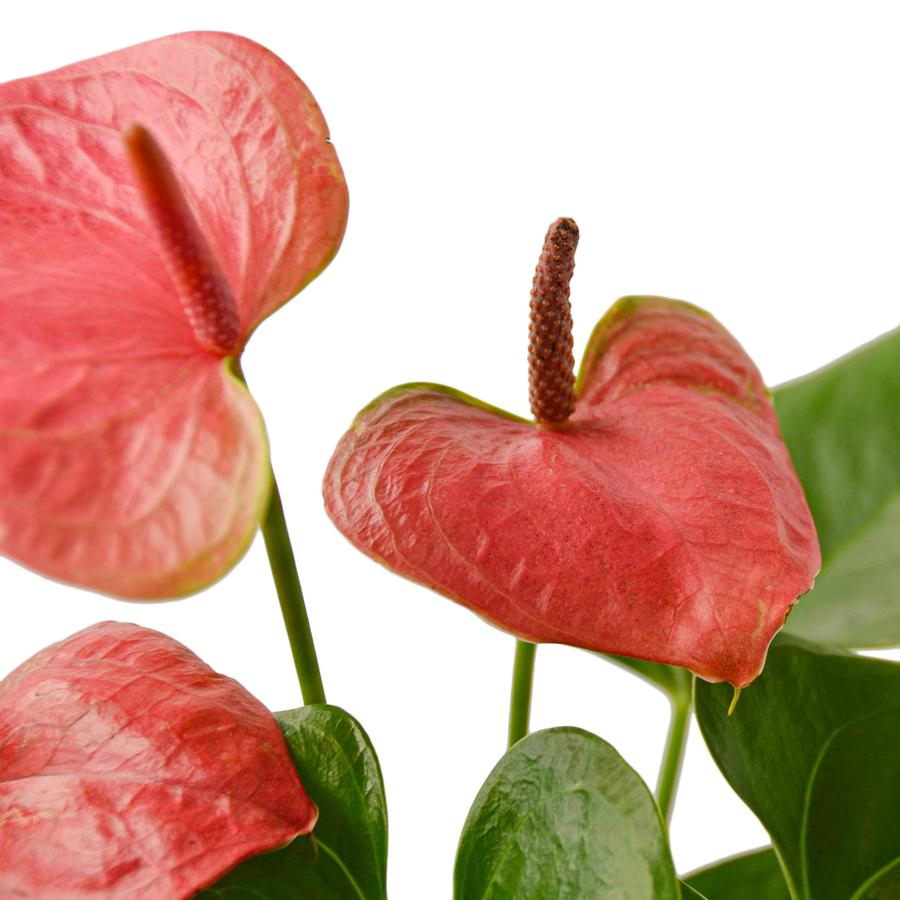 Anthurium Pink Houseplant
