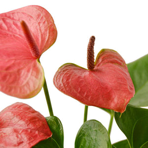 Anthurium Pink Houseplant