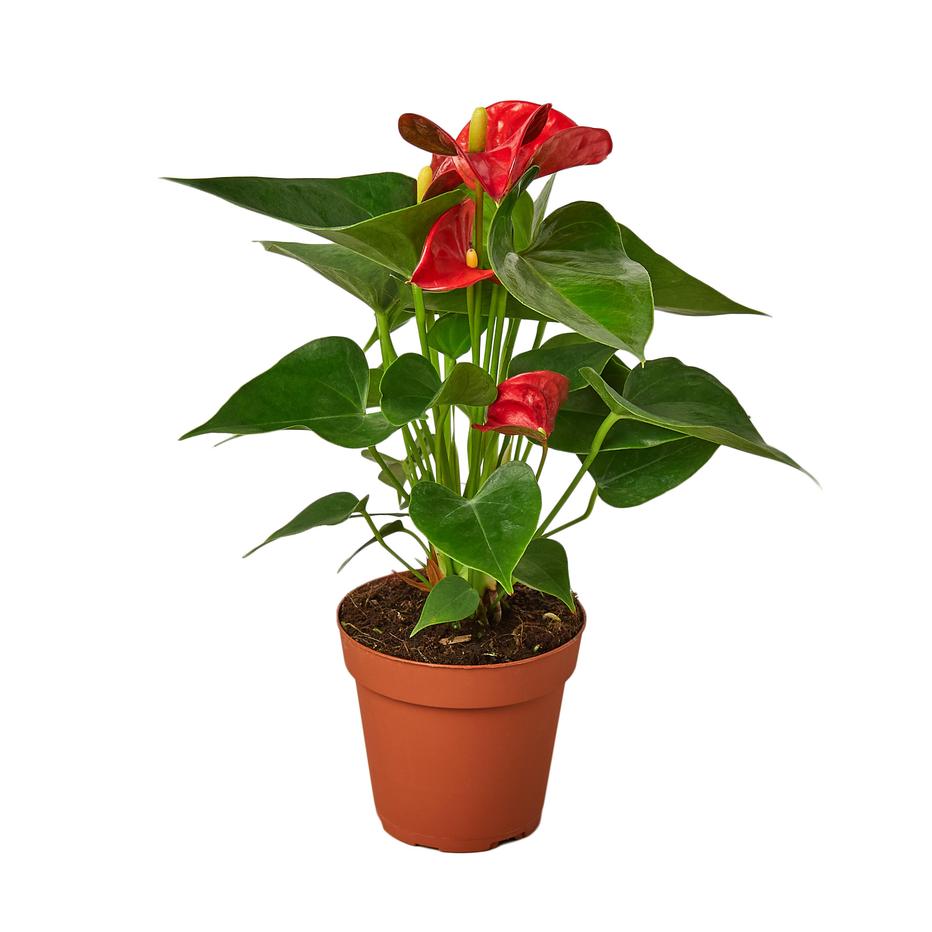 Anthurium 'Red' Hosueplant