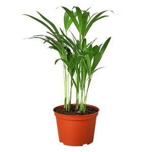 Areca Palm Houseplant