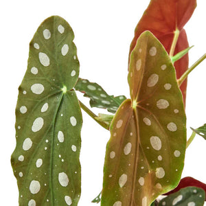 Polka Dot Begonia Houseplant