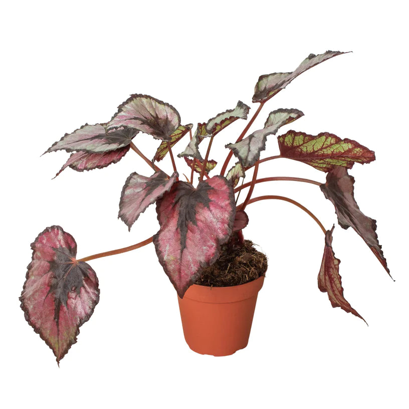 Begonia Rex Houseplant
