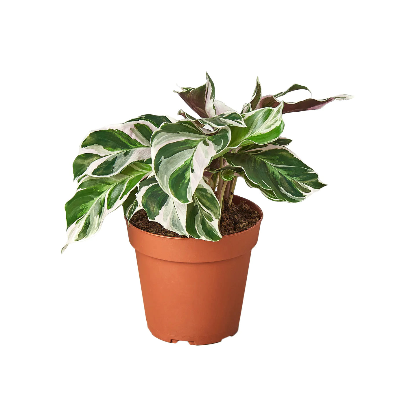 Calathea White Fusion Houseplant