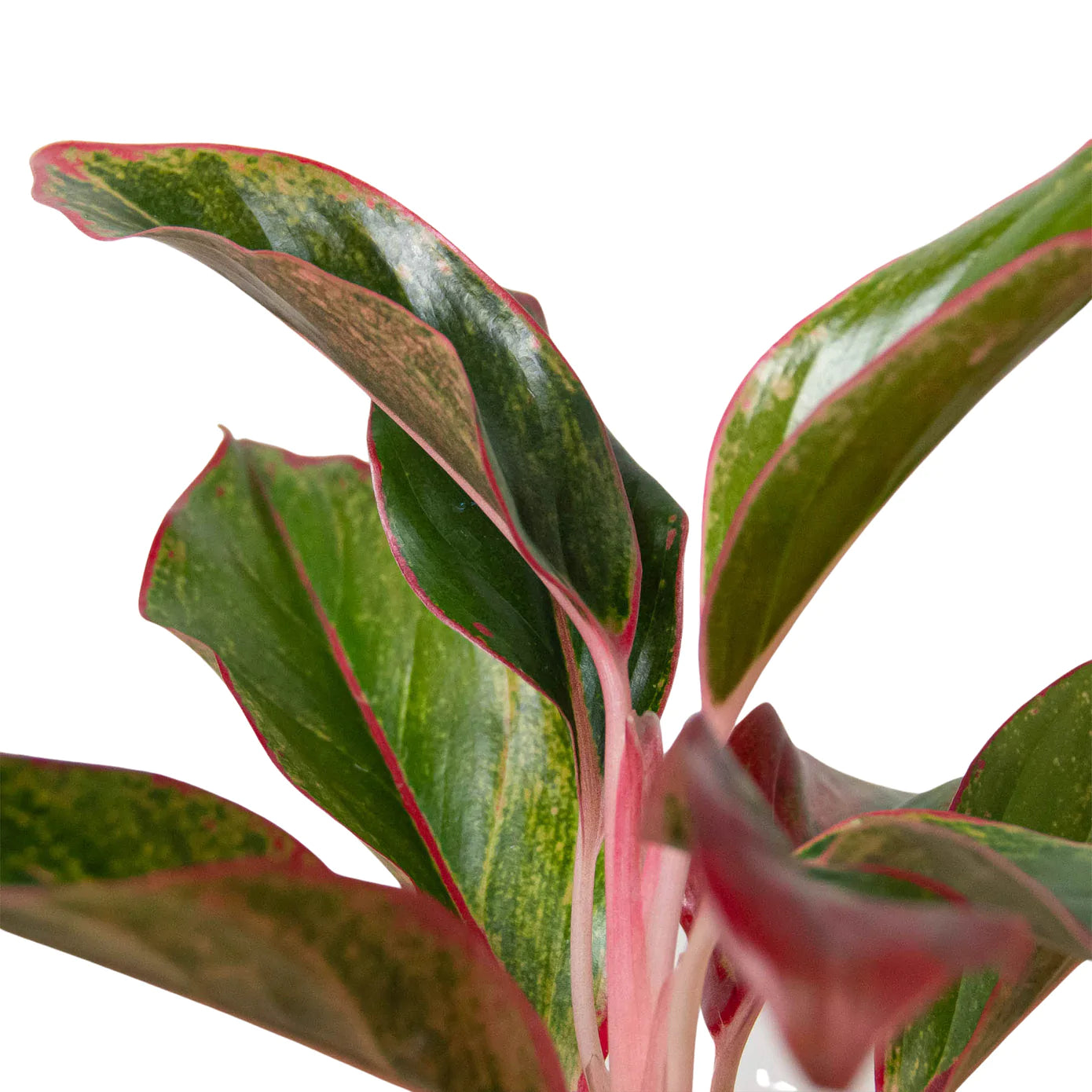 Chinese Evergreen Red Siam Houseplant