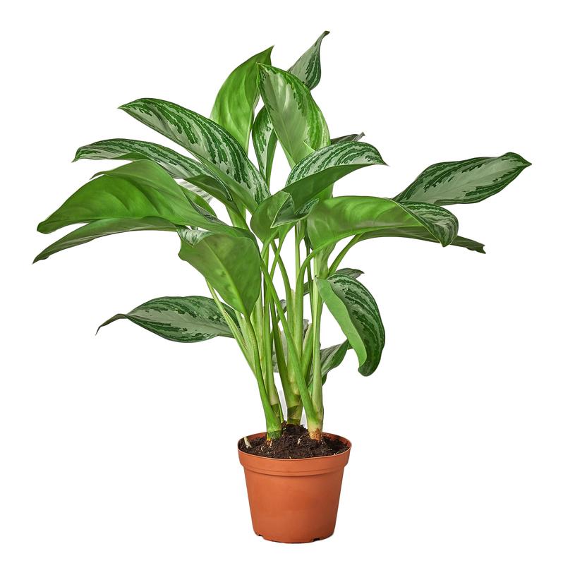 Chinese Evergreen 'Silver Bay' Houseplant
