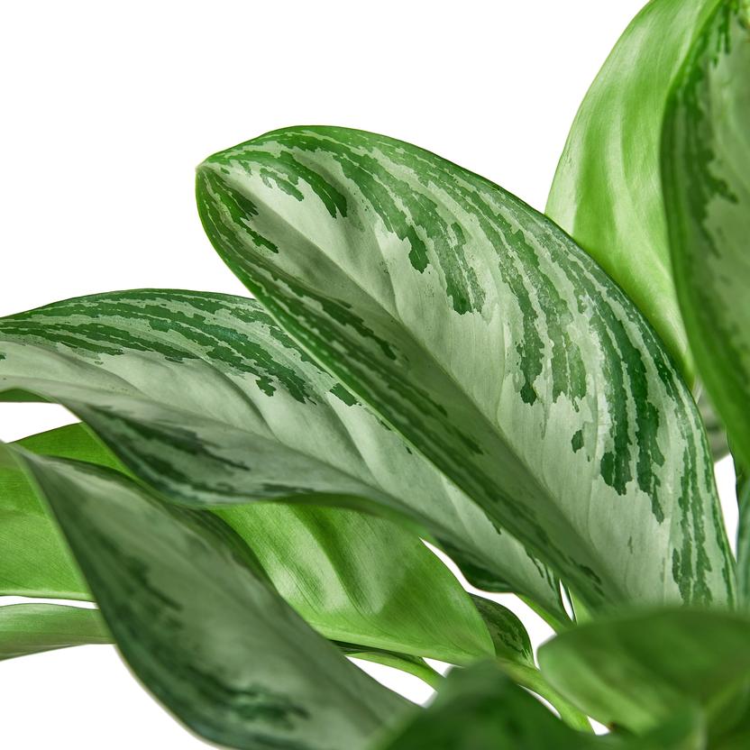 Chinese Evergreen 'Silver Bay' Houseplant Close Up